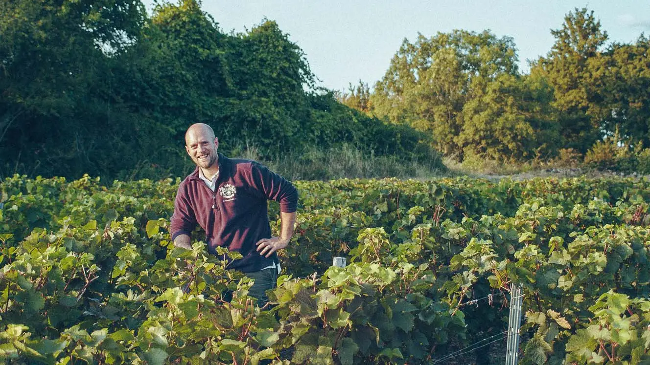 wijn dentergem